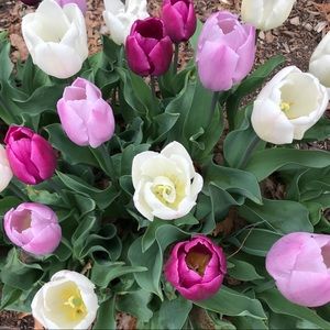 Meet your Posher, Joi